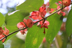 Holmskioldia sanguinea