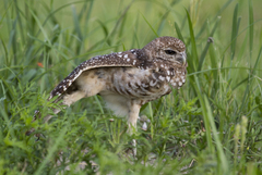 Athene cunicularia floridana