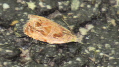 Olethreutes nitidana