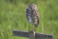 Athene cunicularia floridana