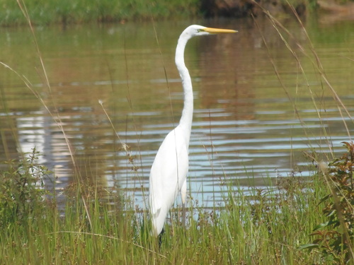 Great Egret