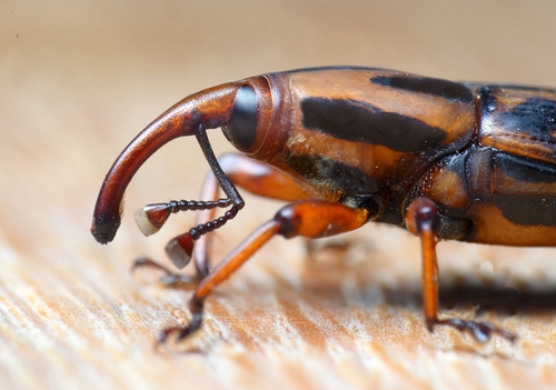 Silky Cane Weevil