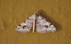Digrammia pictipennata