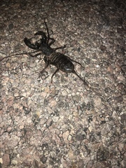 Mastigoproctus tohono