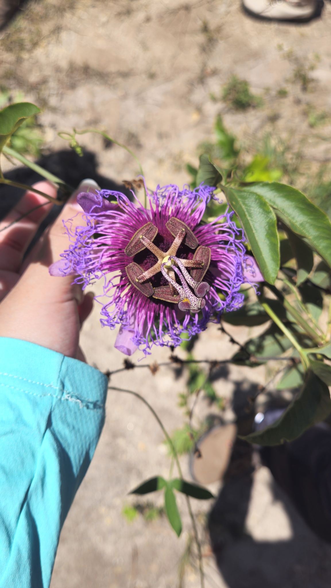Passiflora cincinnata