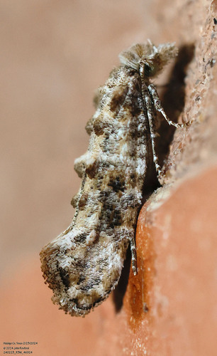 Clemens' Bark Moth photo 2