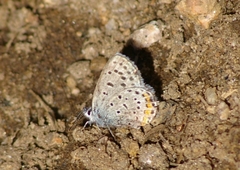 Euphilotes ancilla