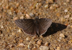 Erynnis persius