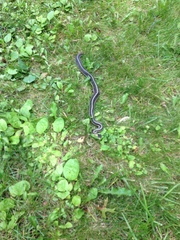 Indotyphlops braminus