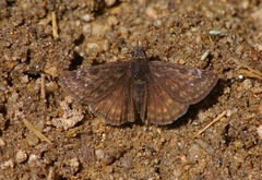 Erynnis persius