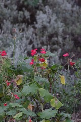 Pelargonium inquinans