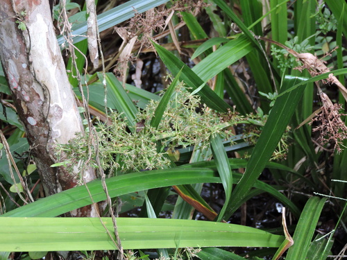 Becquerelia muricata (Becquerelia muricata)