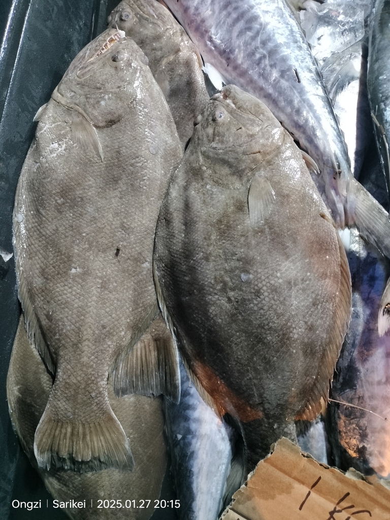 Indian halibut