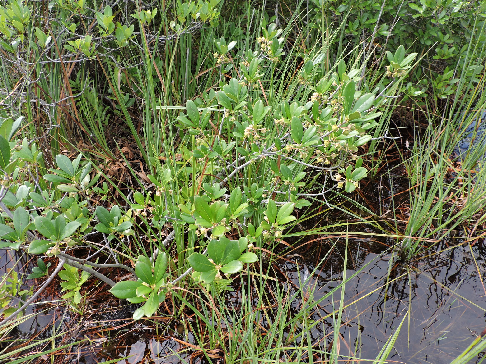 Ternstroemia brasiliensis