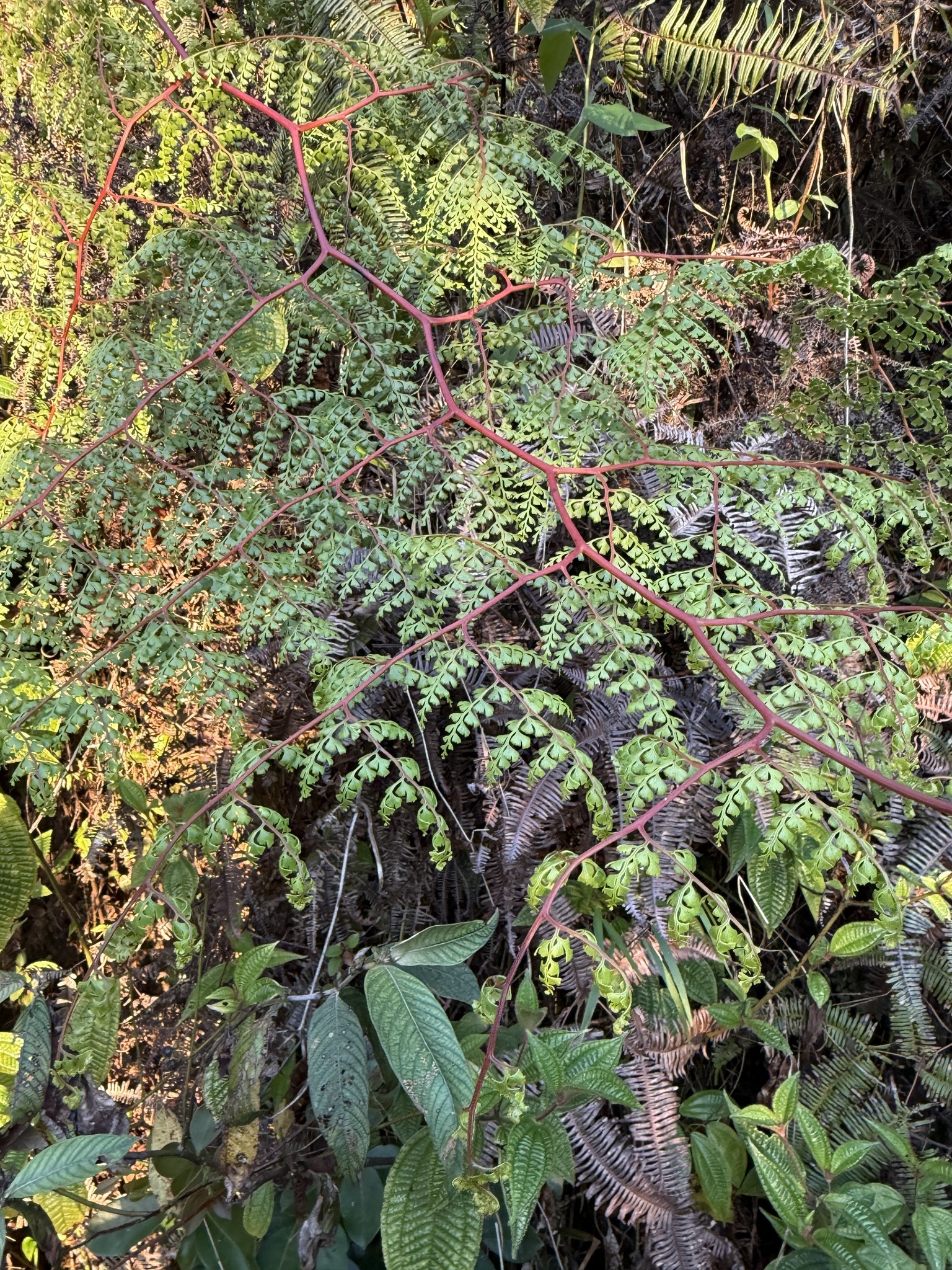 Odontosoria melleri