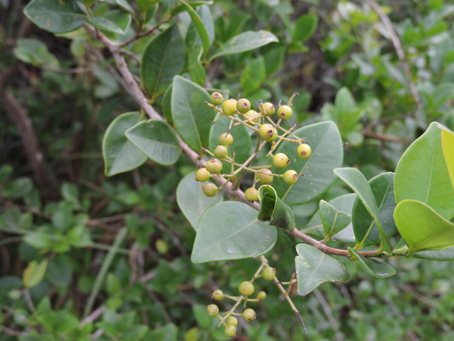 Myrcia multiflora, photograph 4