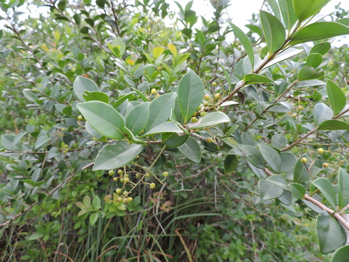 Myrcia multiflora, photograph 5