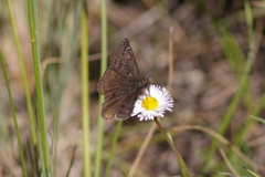 Erynnis persius