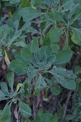 Othonna triplinervia