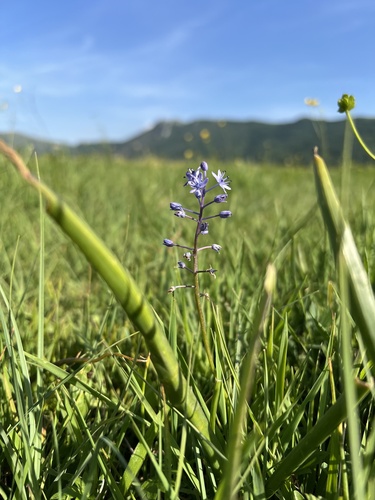 Scilla litardierei