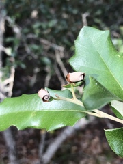 Homoeolabus analis