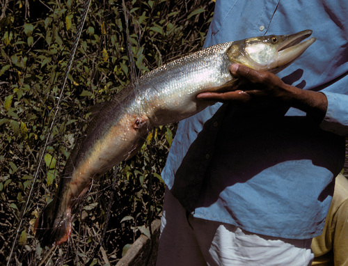 Golden pike-characin (Boulengerella lucius) — Ctenoluciidae