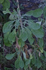 Othonna triplinervia
