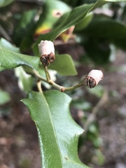 Homoeolabus analis