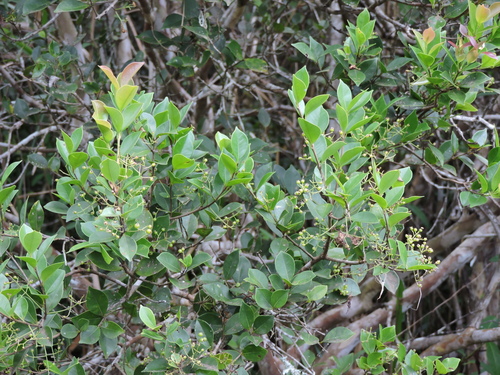 Foto de Cambui