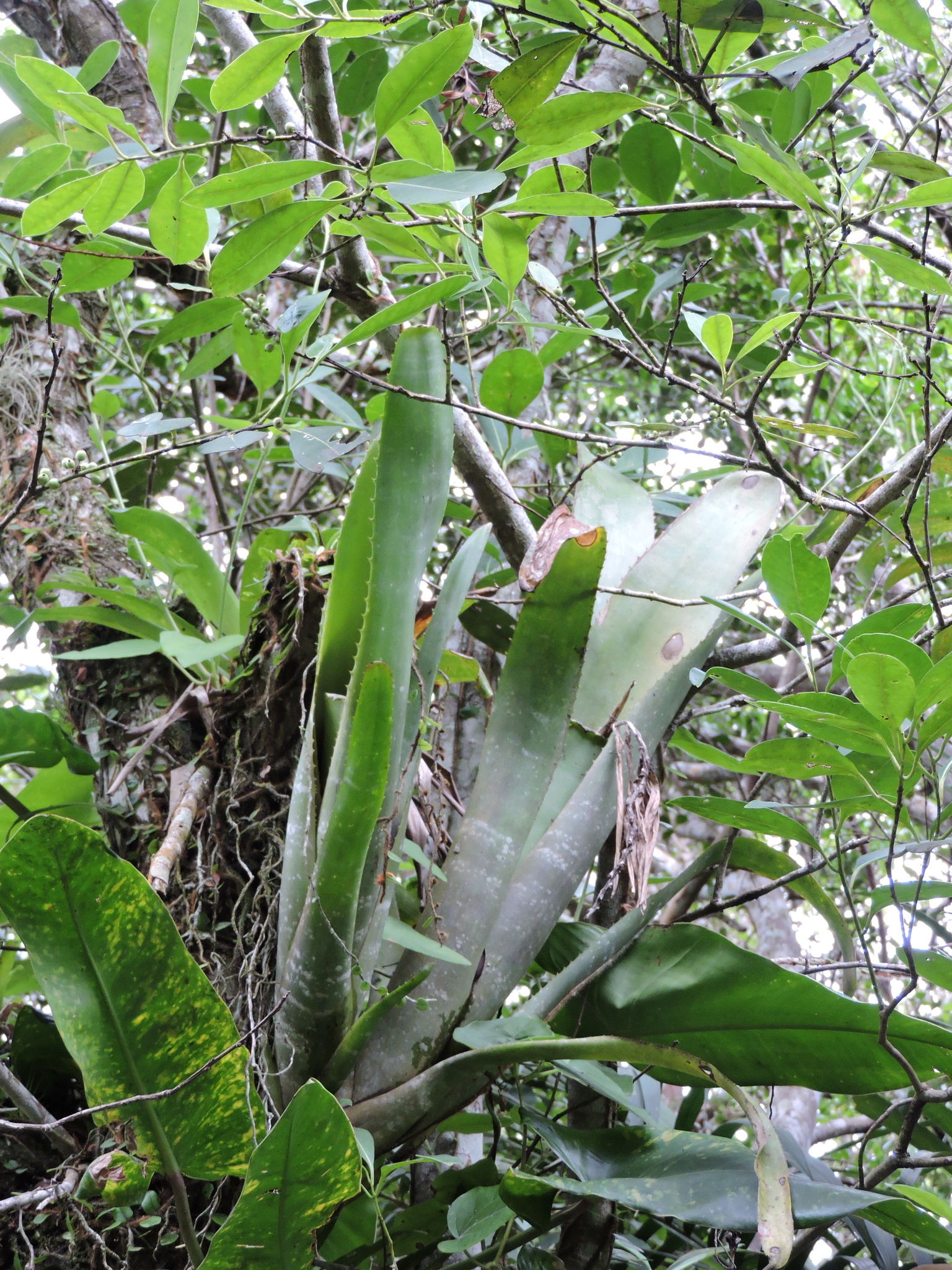 Imagem de Bilbergia-zebrina