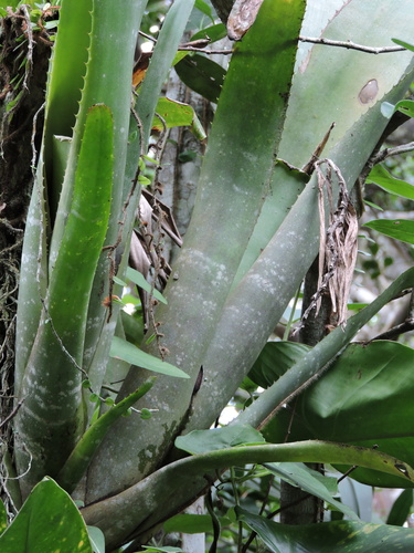 Foto de Bilbergia-zebrina