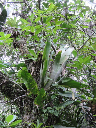 Foto de Bilbergia-zebrina