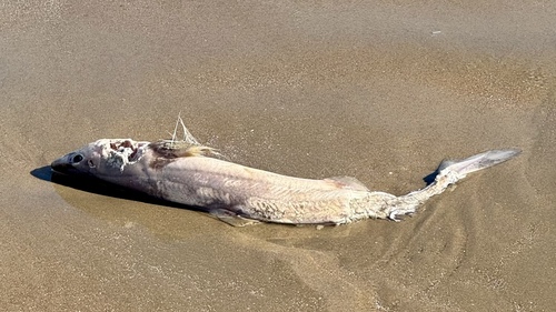 Spiny Dogfish photographed in Virginia