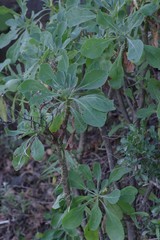 Othonna triplinervia