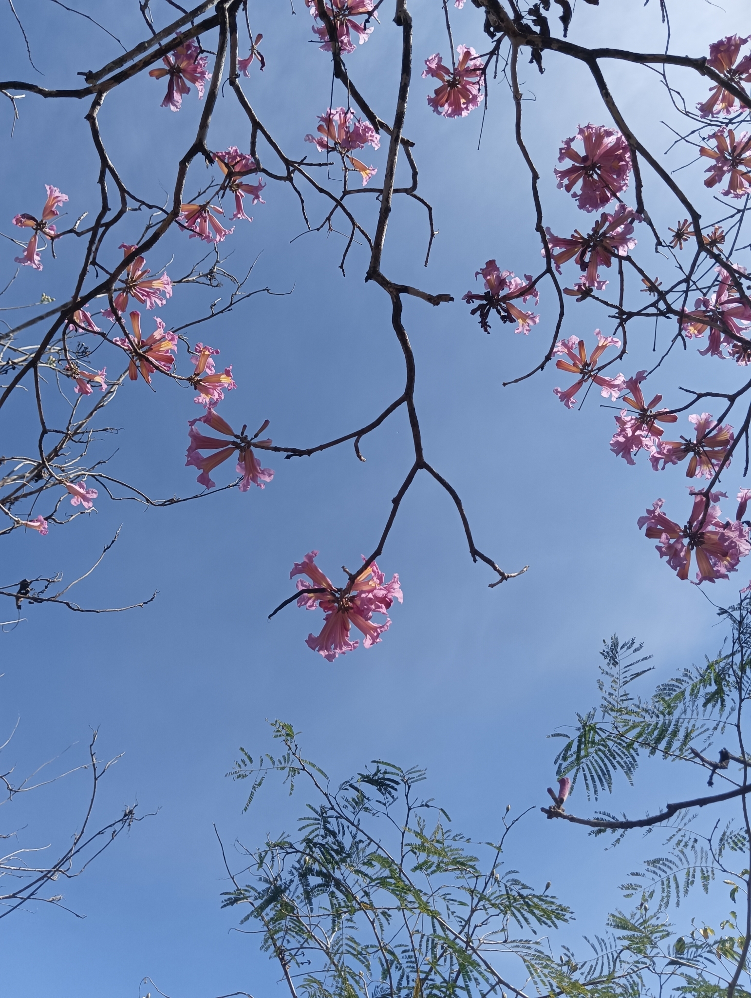 Imagem de Ipê-roxo