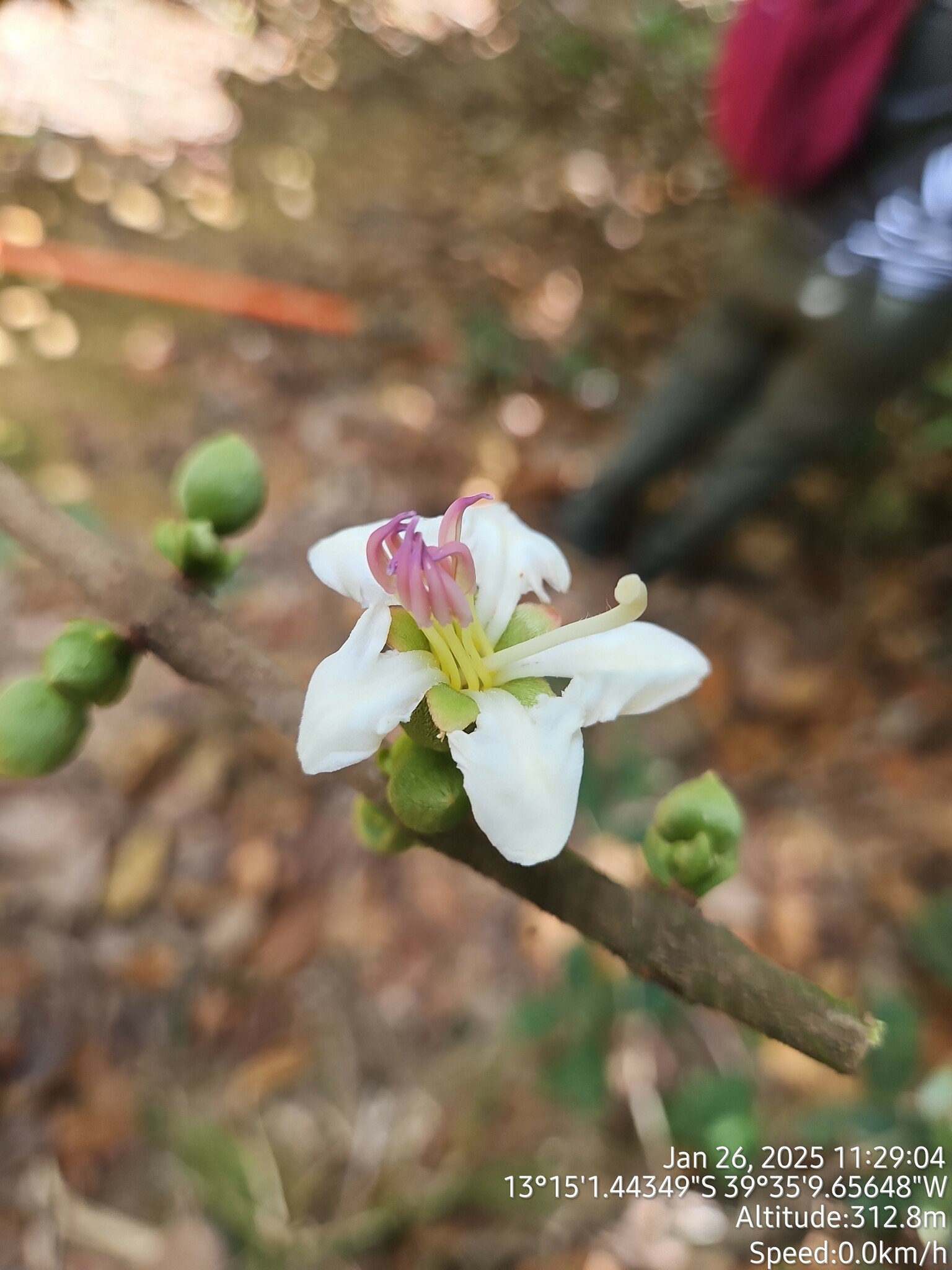 Henriettea succosa