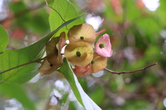 Holmskioldia sanguinea