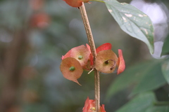 Holmskioldia sanguinea