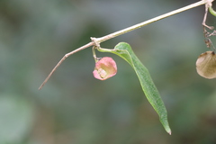 Holmskioldia sanguinea