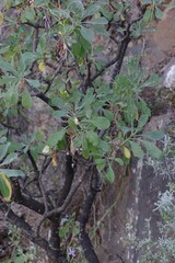Othonna triplinervia