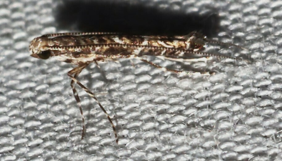 Diphtheroptila ochridorsellum