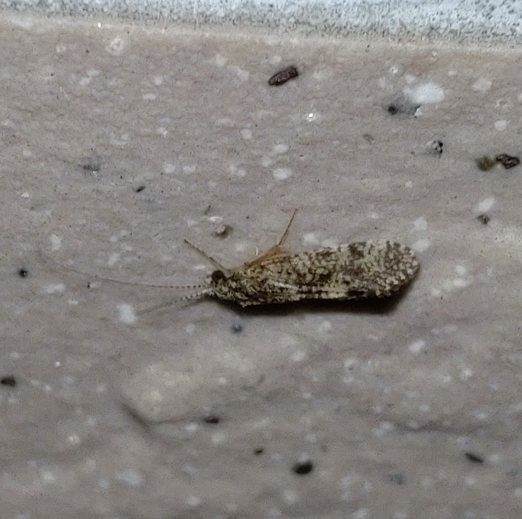 Cheumatopsyche brevilineata