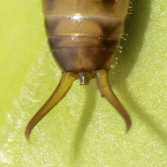 Forficula lesnei