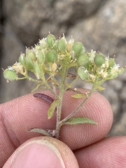 Odontarrhena muralis