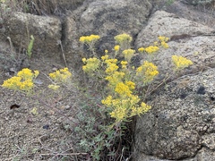 Odontarrhena muralis
