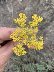 Odontarrhena muralis