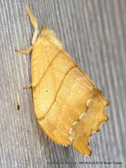Drepana bilineata