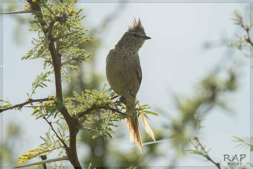Tufted Tit-Spinetail (Leptasthenura platensis), photo 6