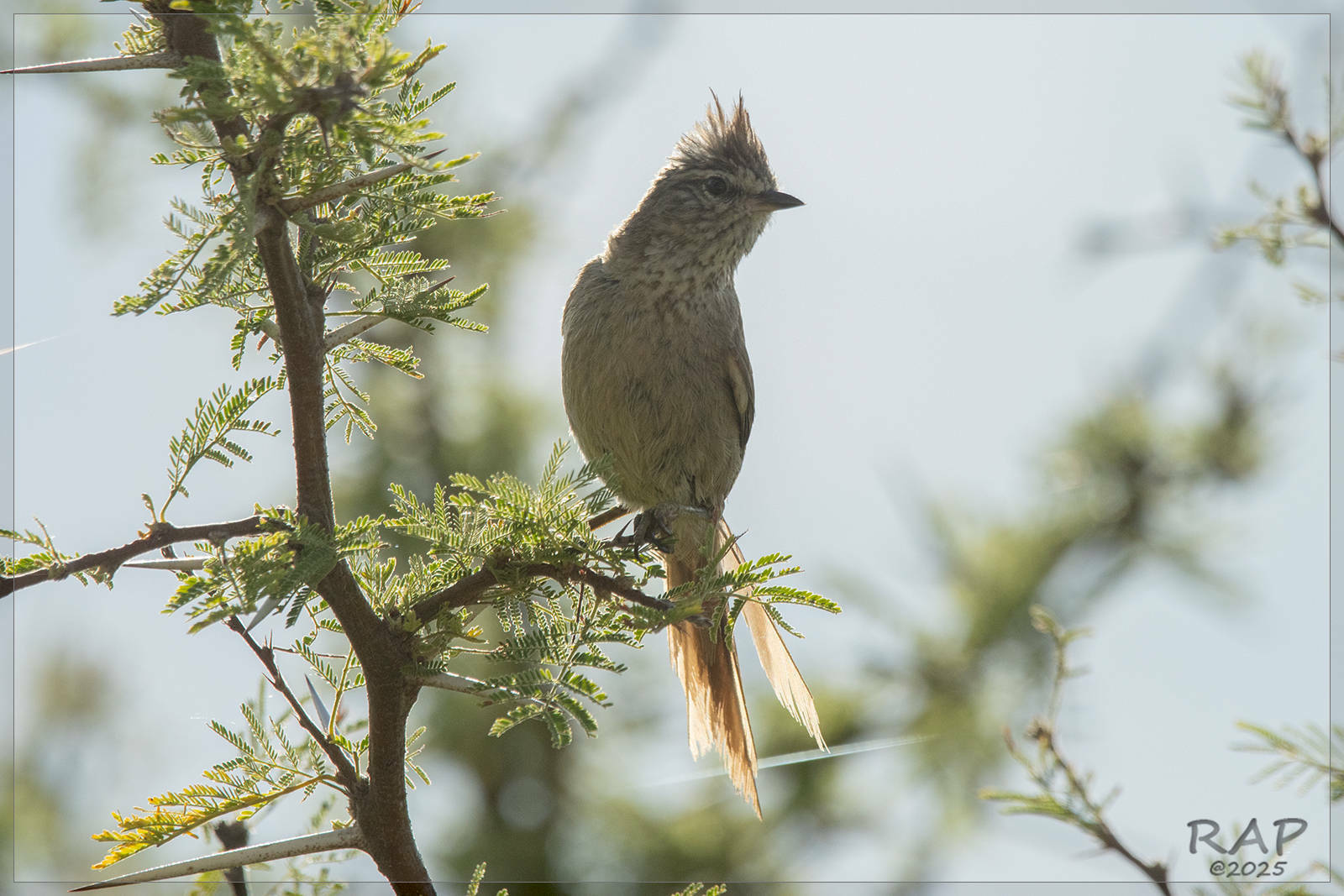 Tufted Tit-Spinetail (Leptasthenura platensis), photo 4