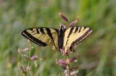 Papilio rutulus
